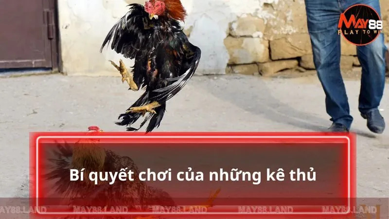 Bí quyết chơi của những kê thủ