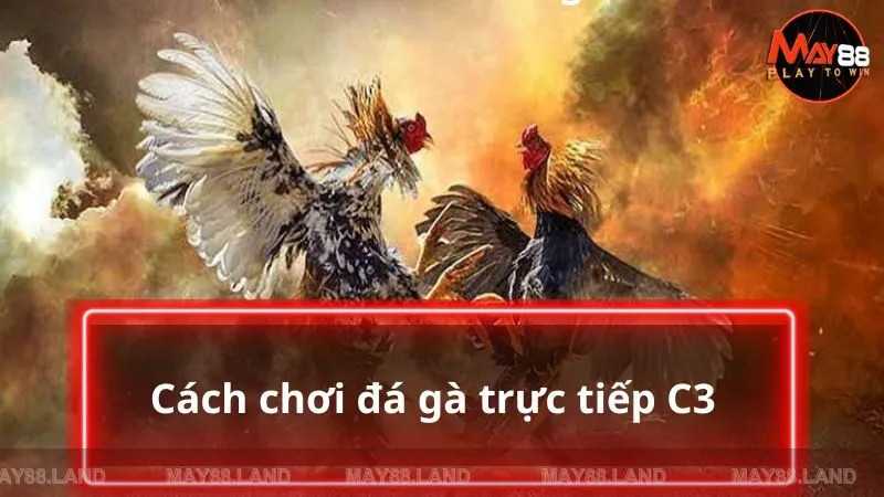 Cách tham gia cá cược chọi sư kê tại sân chơi