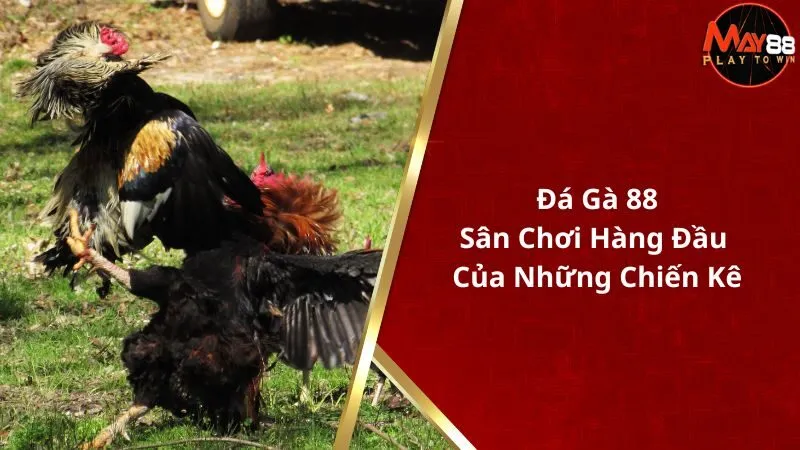 Đá Gà 88 - Sân Chơi Hàng Đầu Của Những Chiến Kê