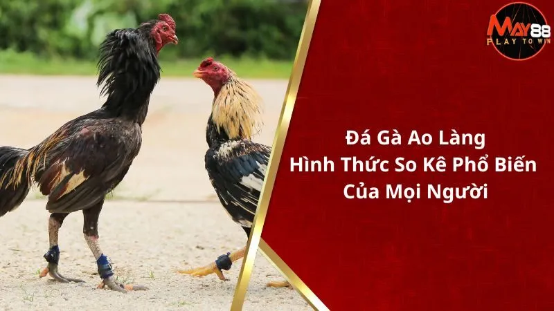 Đá Gà Ao Làng - Hình Thức So Kê Phổ Biến Của Mọi Người