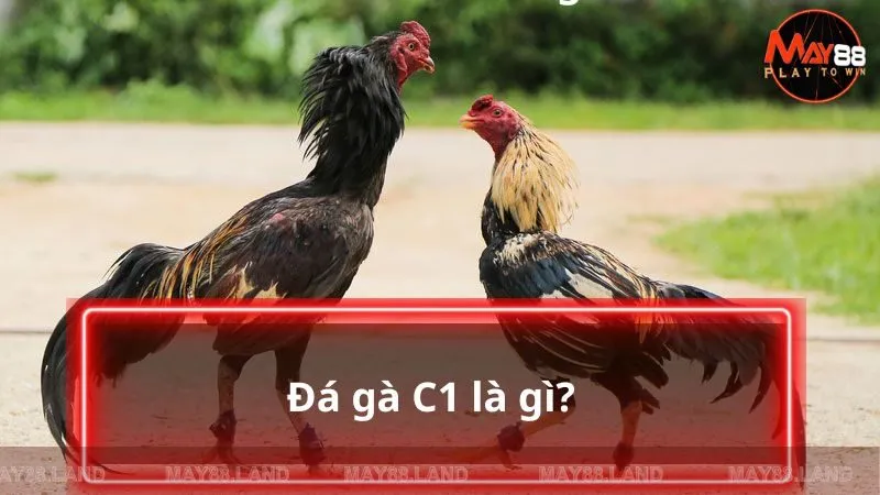 Đá gà C1 là gì?