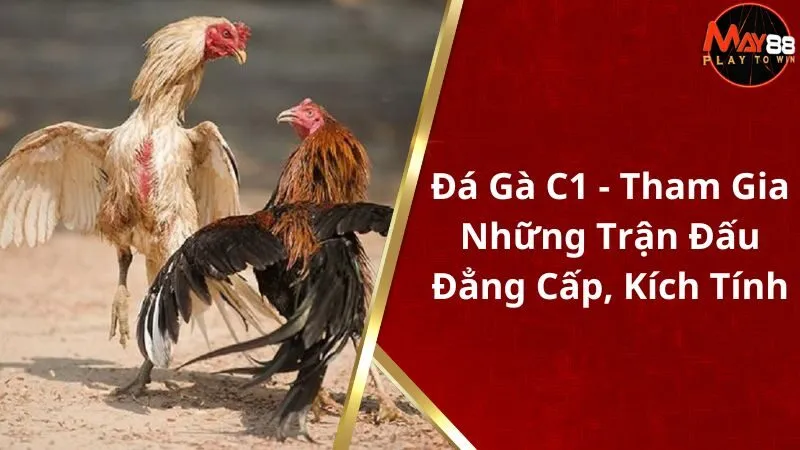 Đá Gà C1 - Tham Gia Những Trận Đấu Đẳng Cấp, Kích Tính