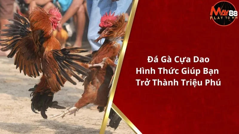 Đá Gà Cựa Dao - Hình Thức Giúp Bạn Trở Thành Triệu Phú