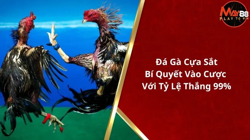 Đá Gà Cựa Sắt - Bí Quyết Vào Cược Với Tỷ Lệ Thắng 99%