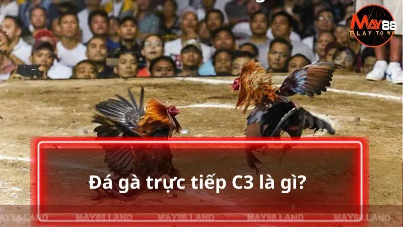 Chọi gà trực tiếp C3 là gì?