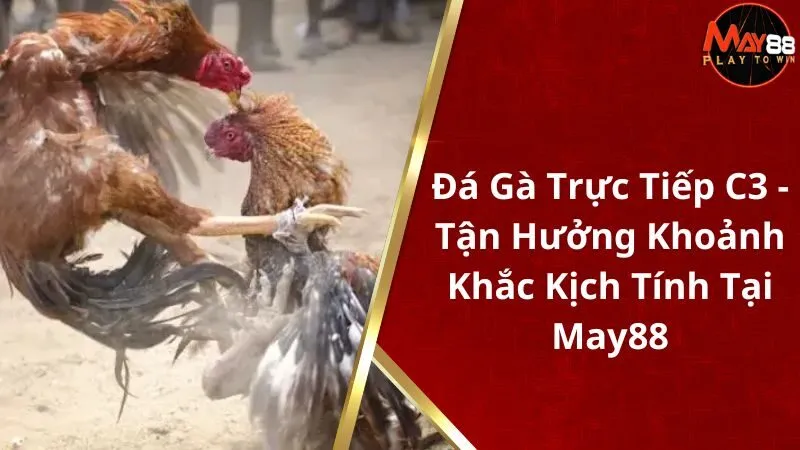 Đá Gà Trực Tiếp C3 - Tận Hưởng Khoảnh Khắc Kịch Tính Tại May88