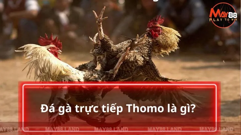 Đá gà trực tiếp Thomo là gì?