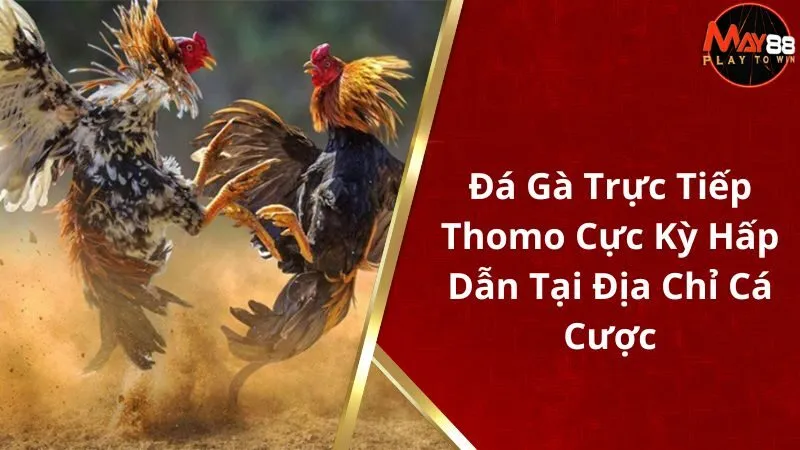 Đá Gà Trực Tiếp Thomo Cực Kỳ Hấp Dẫn Tại Địa Chỉ Cá Cược