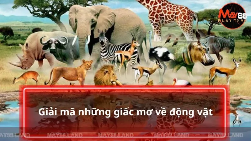 Giải mã một vài giấc mơ về những động vật