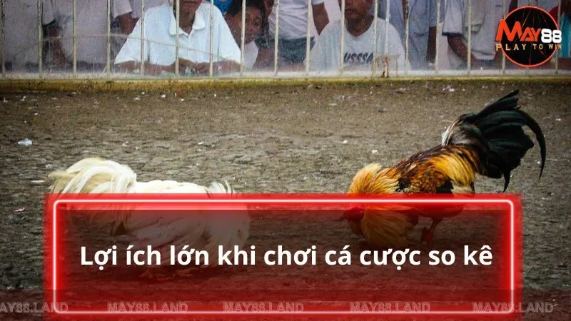 Lợi ích lớn khi chơi cá cược so kê