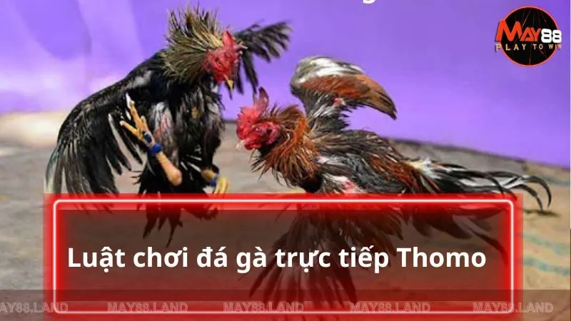 Luật chơi chọi gà trực tiếp tại Thomo cho tân thủ