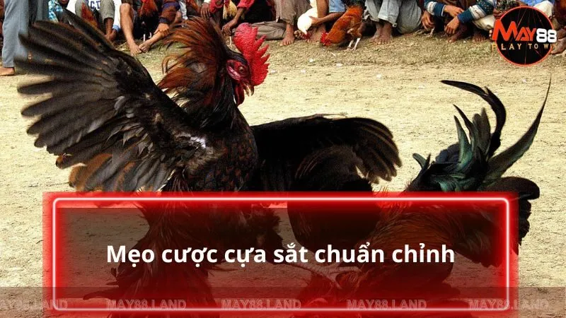 Mẹo cược cựa sắt chuẩn chỉnh