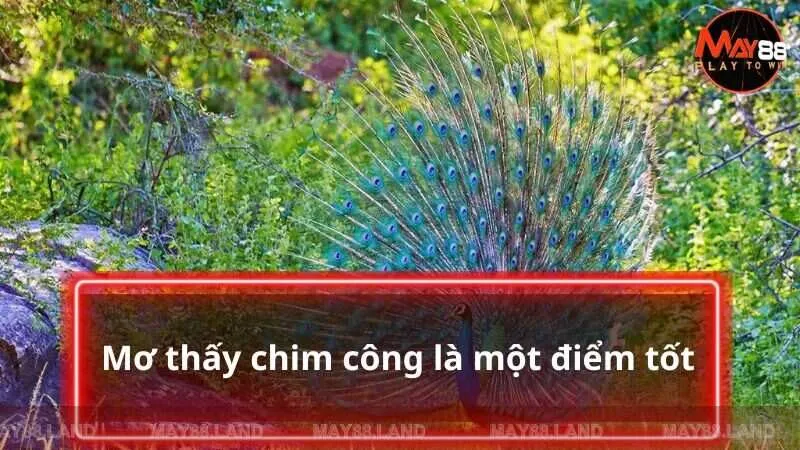 Mơ thấy chim công là một điểm tốt