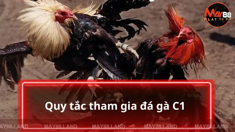 Quy tắc khi tham gia chiến kê C1 cần nắm rõ