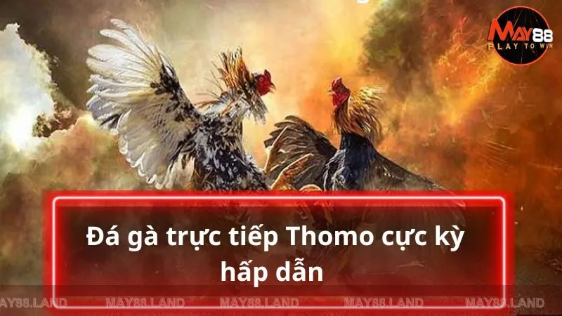 Chọi chiến kê trực tiếp Thomo có gì hấp dẫn